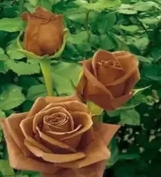 Brown Rose Flower Seeds for Planting - Non-GMO Heirloom Garden Seeds for Growing and Planting
