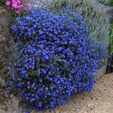 Aubrieta Perennial Flower Seeds for Planting - 100 pcs