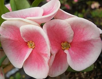 Heirloom Pink Euphorbia Flower Seeds for Planting, Non-GMO seeds for planting in home garden