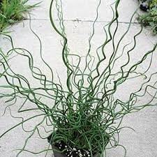 Heirloom Non-GMO Spiralis Plant Seeds for Planting – Twisting Ornamental Foliage for Unique Garden Displays