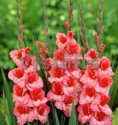 Pink Gladiolus Hybridus Flower Seeds for Planting - 100 pcs