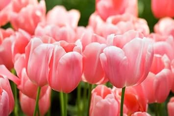 Heirloom Pale Pink Tulip Flower Seeds for Planting – Non-GMO, Soft Elegant Spring Blooms