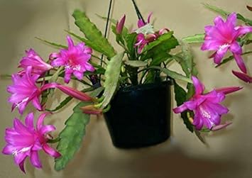 Pink Epiphyllum Flower Seeds for Planting – Organic, Heirloom, Non-GMO Orchid Cactus Seeds for planting in your garden.