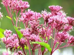 Joe Pye Flowers Seeds Heirloom Non GMO Planting - 100 pcs