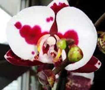 White Red Phalaenopsis Orchid Flower Seeds, Heirloom, Non-GMO Seeds for Planting