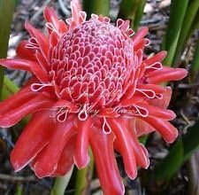Pink Etlingera Flower Seeds for Planting - 100 pcs