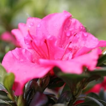 Pink Azaleas Flower Seeds for Garden - NON GMO Seeds