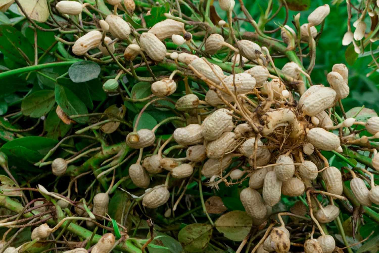 Groundnut Plant Seeds for Planting - 100 Pcs pcs