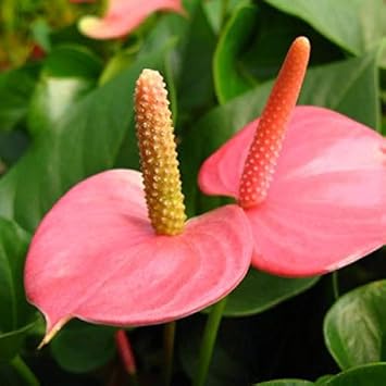Heirloom Non-GMO Anthurium Flower Seeds for Planting – Pink Exotic Blooms