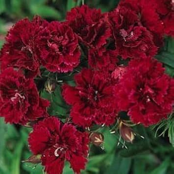 Heirloom Non-GMO Maroon Dianthus Flower Seeds for Garden Planting – Rich-Colored Fragrant Blooms