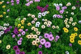 African Marigold Mixed Flower Seeds for Planting - NON GMO Seeds