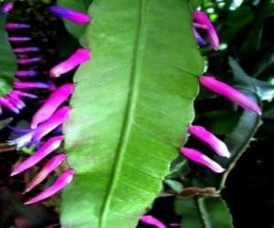 Green Wittia Amazonica Plant Seeds for Planting - NON GMO Seeds
