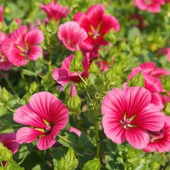 Malope Pink Flower Seeds for Planting – Organic, Heirloom, Non-GMO Blooming Seeds