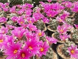 Mammillaria Flower Seeds for Planting, 100 pcs