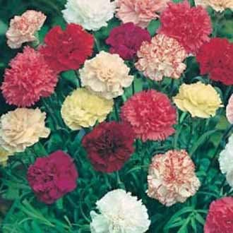 Heirloom Non-GMO Dianthus Flower Seeds for Garden Planting ƒ?? Multi-Color Fragrant Blooms Mix for planting in your garden.