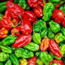 Aji Dulce Pepper Capsicum baccatum seeds for garden planting