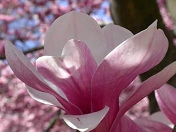 Soulangiana Flower Seeds – Heirloom Non-GMO Seeds for Ornamental and Spring Garden Planting