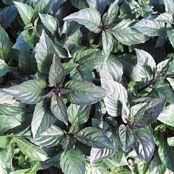 Violet Ocimum Flower Seeds for Planting - 100 pcs