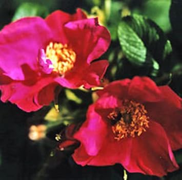Red Rugosa Rose Flower Seeds for Planting - Heirloom, NON-GMO Seeds - Easy to Grow Garden Blooms