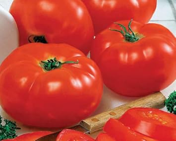 Red Big Huge Tomato Seeds for Planting - heirloom & Non GMO Seeds