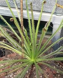 Drosophyllum Lusitanicum Carnivorous Plant Seeds for Planting - Heirloom, NON-GMO