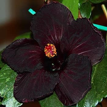 Heirloom Black Hibiscus Flower Seeds – Non-GMO Rare Tropical Blooms for Garden Planting
