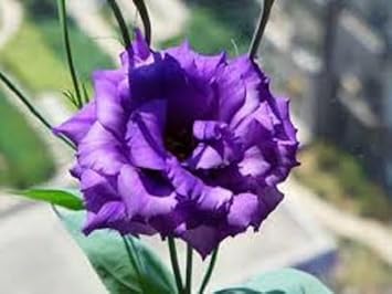 Violet Lisianthus Flower Seeds for Planting - Heirloom, NON-GMO Seeds - Beautiful Garden Blooms