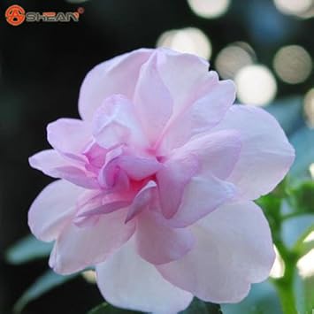 Pink Balsam Camellia Seeds for Planting – Organic, Heirloom, Non-GMO Flower Seeds