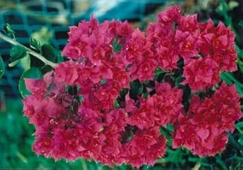Maroon Bougainvillea Flower Seeds - 100 Pcs pcs