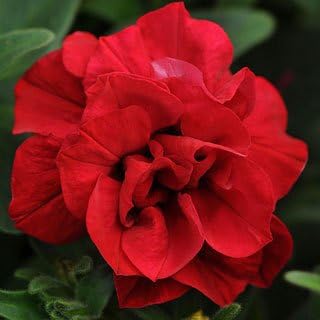 Double Wave Red Petunia Flower Seeds for Planting - Heirloom, NON-GMO, Vibrant Garden Blooms