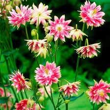 Nora Barlow Flower Seeds for Planting, Heirloom, Non-GMO, 100 pcs for planting in home garden