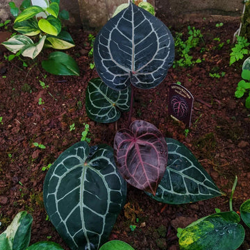 Anthurium crystallinum Flower Seeds for Planting - Heirloom and Non-GMO garden seeds