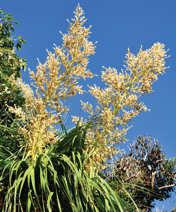 Yellow Beaucarnea Recurvata Plant Seeds for Planting - NON GMO Seeds