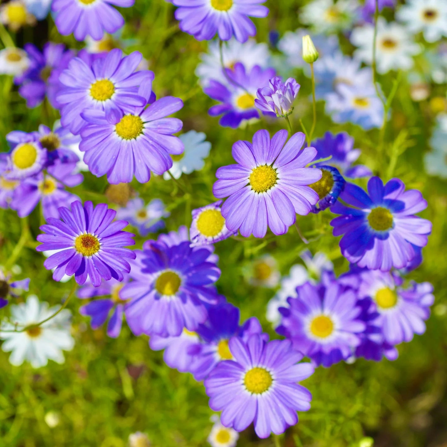 Blue Iberidifolia Flower Seeds for Planting for planting in home garden