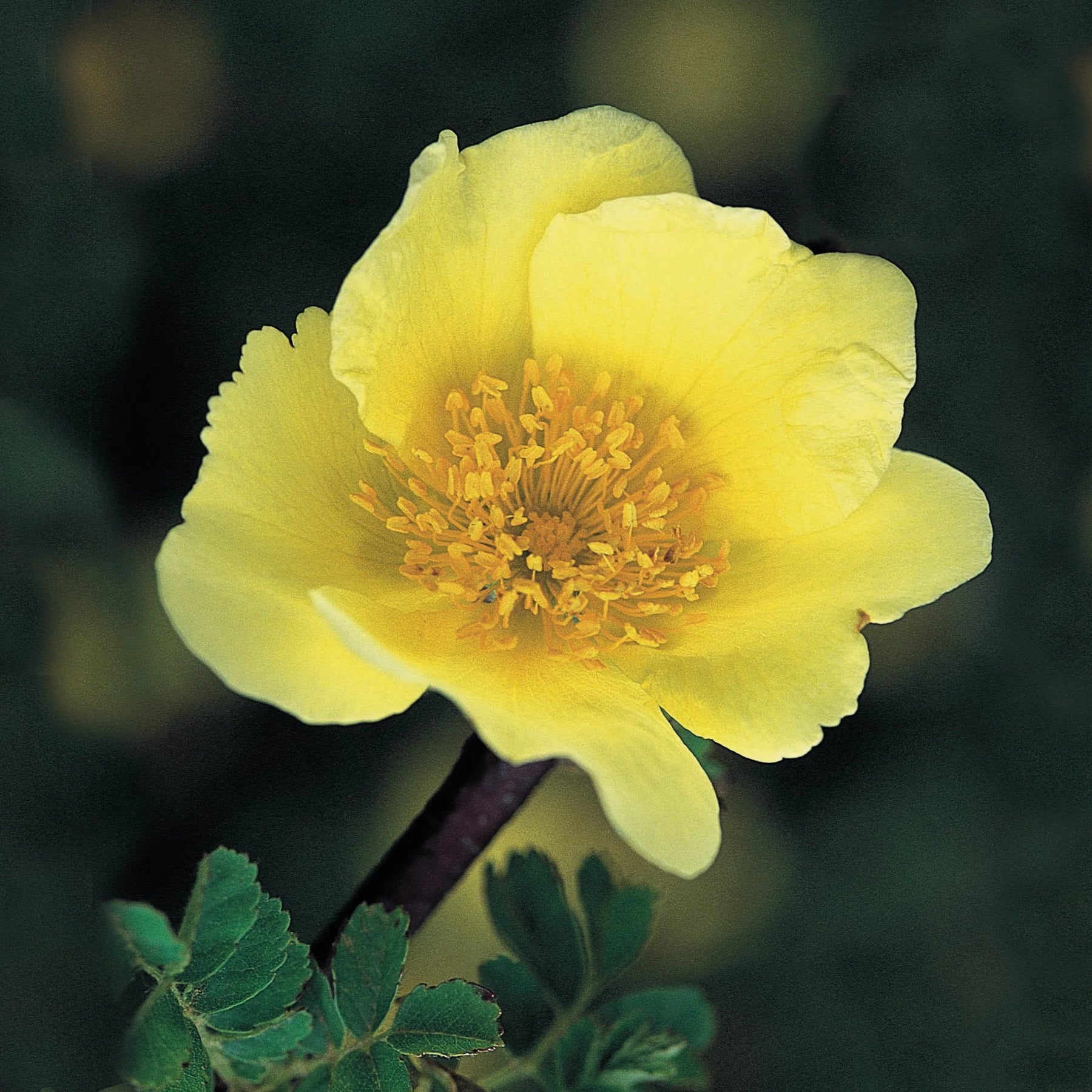 Xanthina Rose Flower Seeds for Planting – 100 pcs, Heirloom, Non-GMO Garden Seeds - Rose for planting in home garden