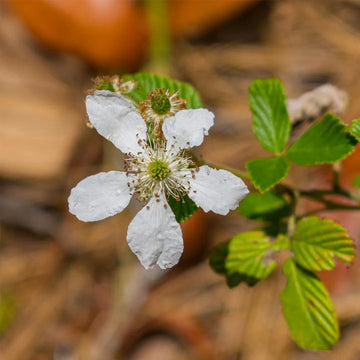 Heirloom Non-GMO Rubus Cuneifolius Flower Seeds for Planting – Wildflower with Edible Fruit Blooms