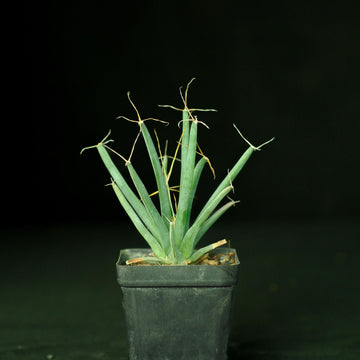 Green Leuchtenbergia Planting Seeds for Garden NON GMO Seeds