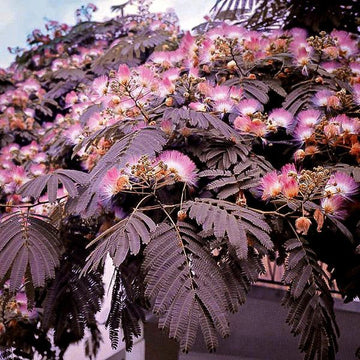 Chocolate Mimosa Herb Seeds