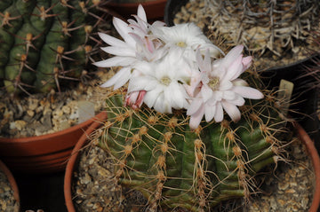 White Gymnocalycium Eurypleurum Flower Seeds for Planting - NON GMO Seeds