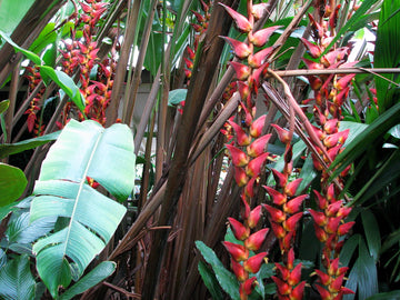 Heliconia Pogonantha Plant Seeds for Planting, NON GMO Seeds