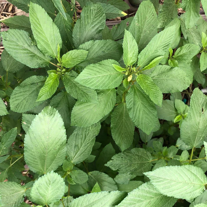 Egyptian Spinach Molokhia Herb Seeds