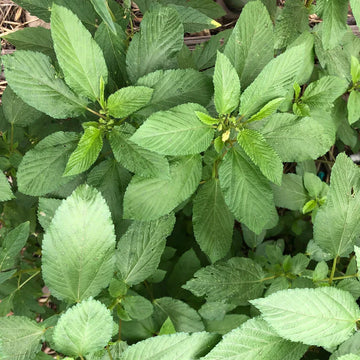 Egyptian Spinach Molokhia Herb Seeds