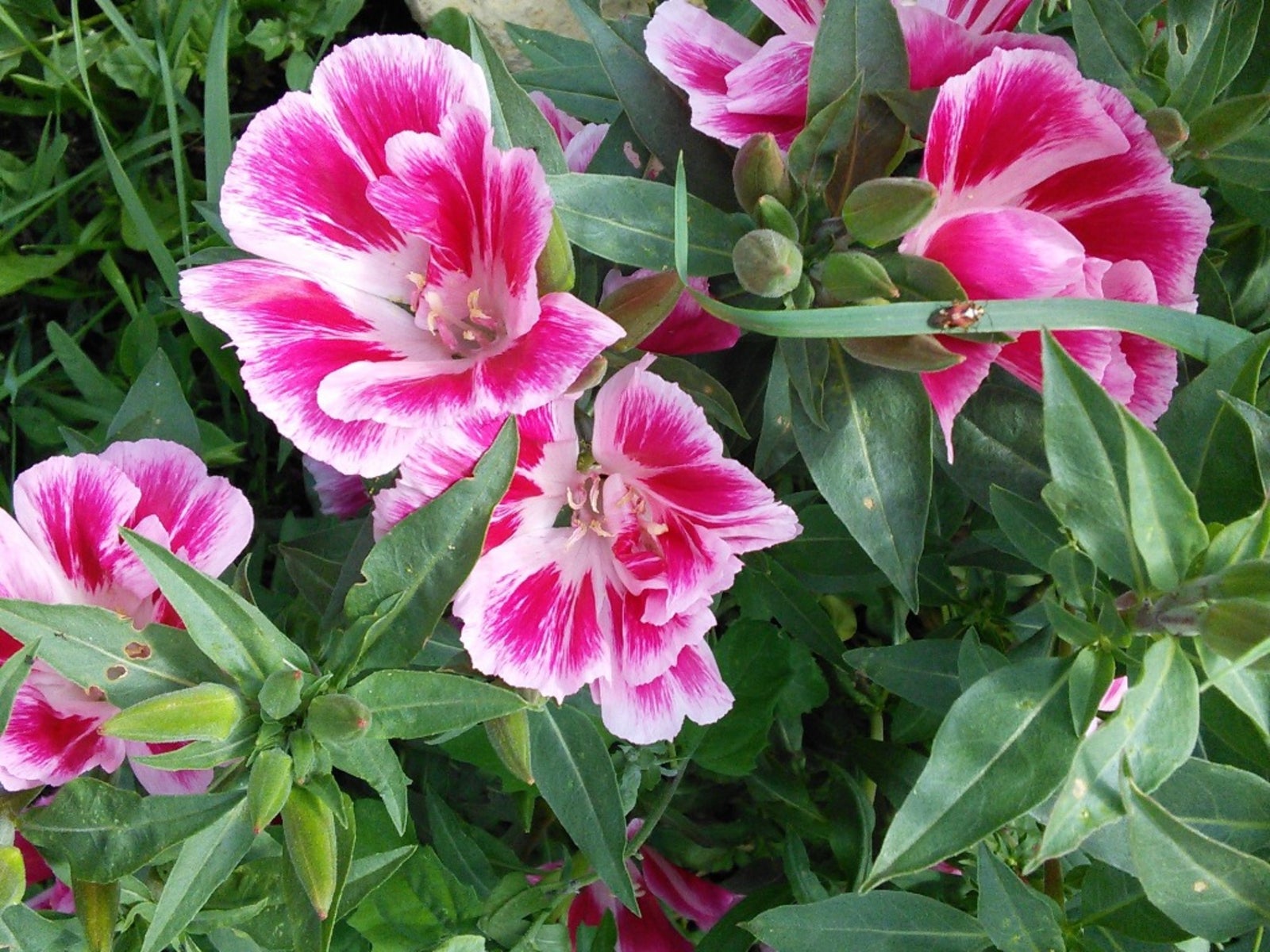 Pink White Clarkia Flower Seeds for Planting - 100 pcs seeds for planting in home garden