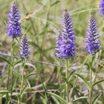 Veronica Spicata Flower Seeds for Planting, NON GMO Seeds