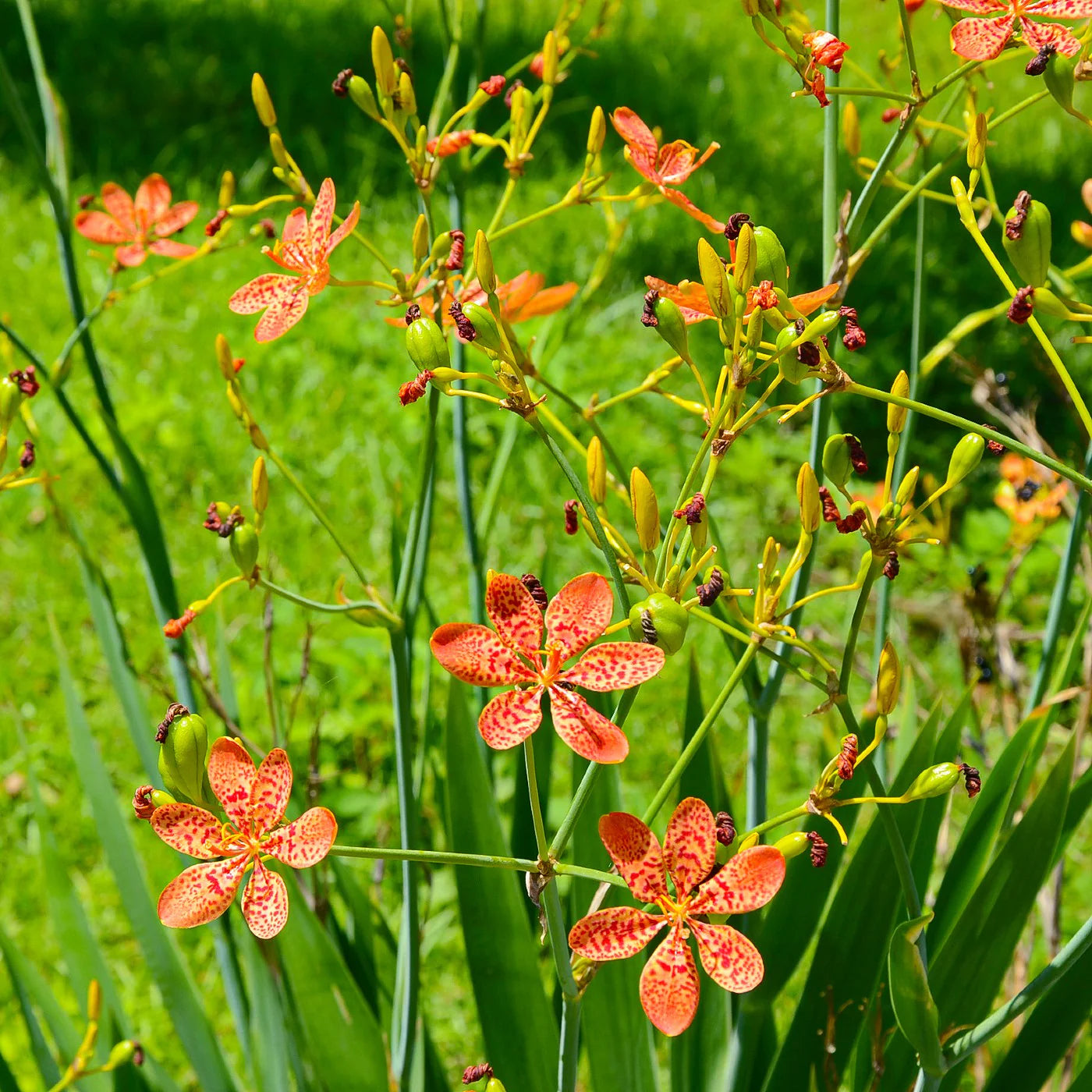 Blackberry Lily Flower Seeds for planting in home garden