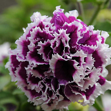 Violet Double Petunia Flower Seeds for Planting - Heirloom, NON-GMO, Easy-Grow Garden Blooms