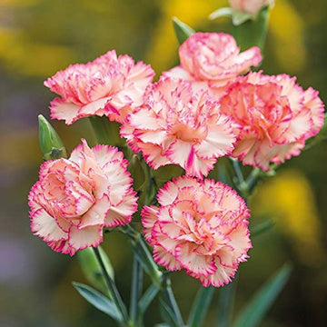 Heirloom Non-GMO Pink White Carnation Flower Seeds with Charming Color