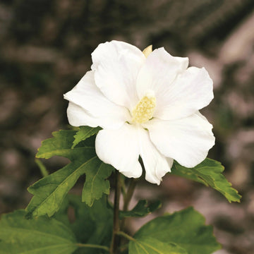 White Sharon Rose Plant Seeds for Planting - Non-GMO Heirloom Garden Seeds for Growing