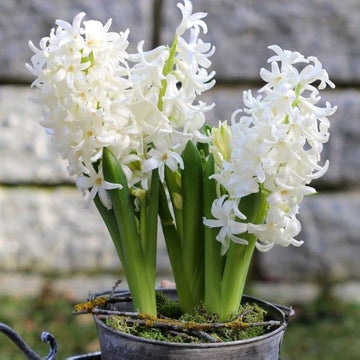 Hyacinthus Orientalis Flower Seeds White for Planting NON GMO Seeds