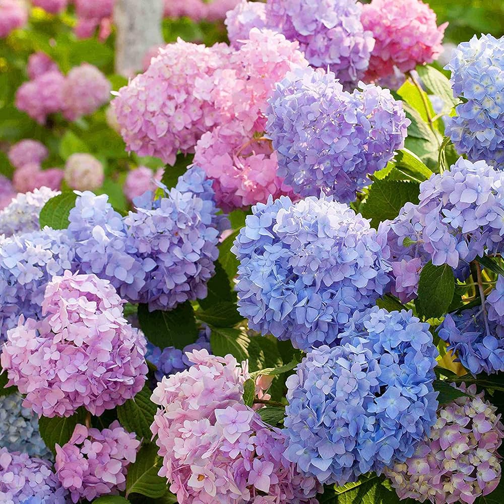 Mixed Hydrangea Flower Seeds for Planting - NON GMO Seeds for planting in home garden
